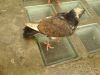 Filename=Rudy_golab_3.JPG
Filesize=58KB
Dimensions=640x480
Date added=May 28, 2008 Rudy_golab_3.JPG